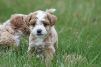 Ace, a male Bichon Frise and Poodle - Miniature  for sale in Carlisle, PA – Photo 2 of 4