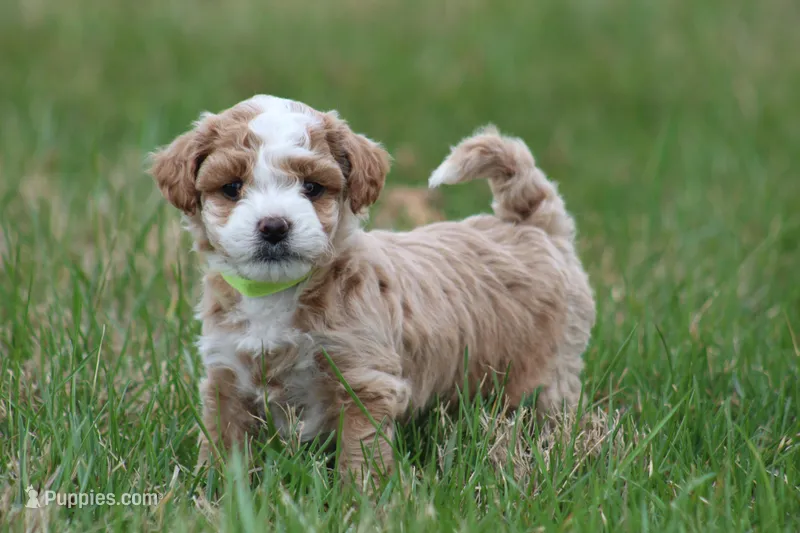 Ace, a male Bichon Frise and Poodle - Miniature  for sale in Carlisle, PA – Photo 1 of 4