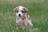 Ace, a male Bichon Frise and Poodle - Miniature  for sale in Carlisle, PA – Photo 3 of 4