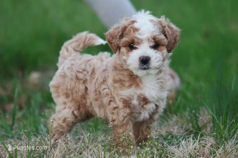 Ace – Bichon Frise, Poodle - Miniature  puppy for sale in Carlisle, PA