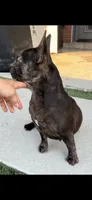 Coco, a female French Bulldog for sale in Chandler, AZ – 2 of 2