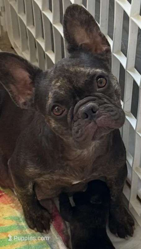 Coco – French Bulldog puppy for sale in Chandler, AZ