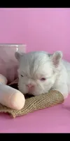 Pink girl, a female French Bulldog for sale in North Miami Beach, FL – 3 of 5