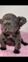 Onyx, a male French Bulldog for sale in North Miami Beach, FL – 2 of 6