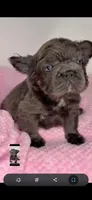 Onyx, a male French Bulldog for sale in North Miami Beach, FL – 4 of 6