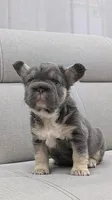 Jazmin, a female French Bulldog for sale in North Miami Beach, FL – 3 of 3