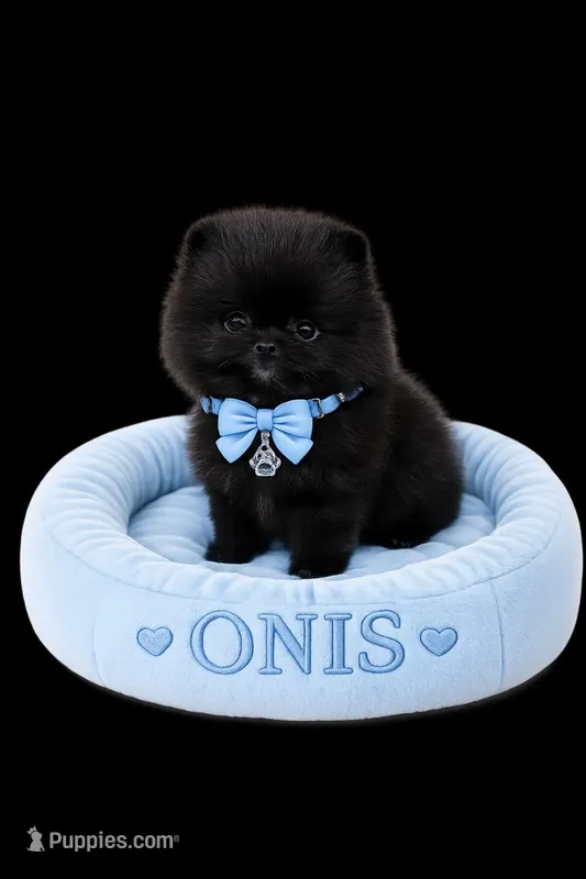 Onyx – Pomeranian puppy for sale in North Miami Beach, FL
