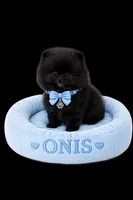 Onyx, a male Pomeranian for sale in North Miami Beach, FL – 1 of 3