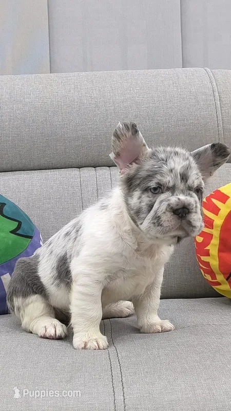 Jasper – French Bulldog puppy for sale in North Miami Beach, FL