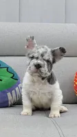 Jasper, a male French Bulldog for sale in North Miami Beach, FL – 4 of 4