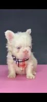 Lola, a female French Bulldog for sale in North Miami Beach, FL – 3 of 3