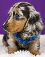Parker, a male Dachshund for sale in North Miami Beach, FL – 2 of 3