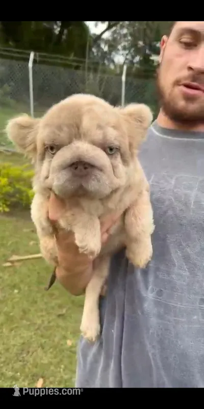 Blondy – French Bulldog puppy for sale in North Miami Beach, FL