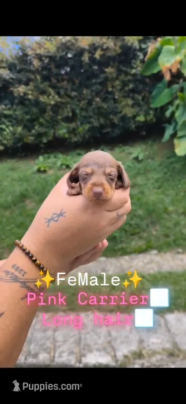 Bee – Dachshund puppy for sale in North Miami Beach, FL