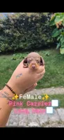 Bee, a female Dachshund for sale in North Miami Beach, FL – 1 of 4