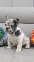 Jasper, a male French Bulldog for sale in North Miami Beach, FL – 2 of 4