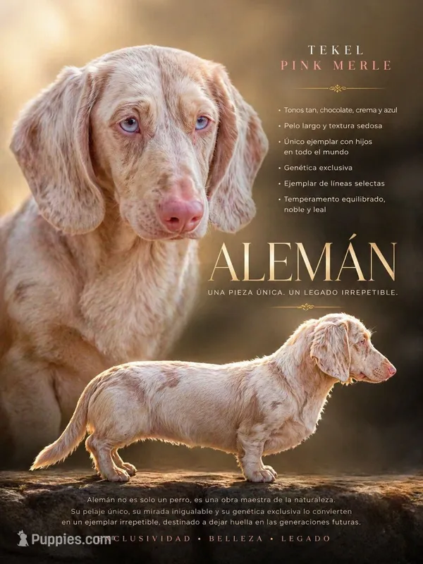 Aleman – Dachshund puppy for sale in North Miami Beach, FL