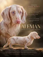 Aleman, a male Dachshund for sale in North Miami Beach, FL – 1 of 1
