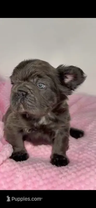 Onyx – French Bulldog puppy for sale in North Miami Beach, FL