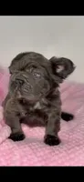 Onyx, a male French Bulldog for sale in North Miami Beach, FL – 1 of 6