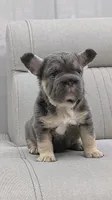 Jazmin, a female French Bulldog for sale in North Miami Beach, FL – 2 of 3