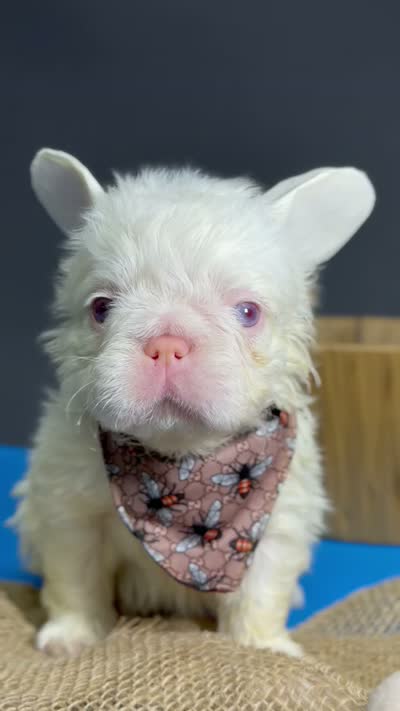 Snow, a male French Bulldog for sale in North Miami Beach, FL – 2 of 2