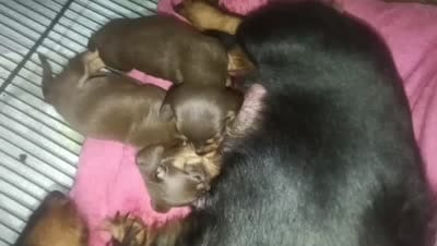 Bee, a female Dachshund for sale in North Miami Beach, FL – 3 of 4