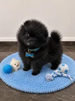 Onyx, a male Pomeranian for sale in North Miami Beach, FL – 2 of 3