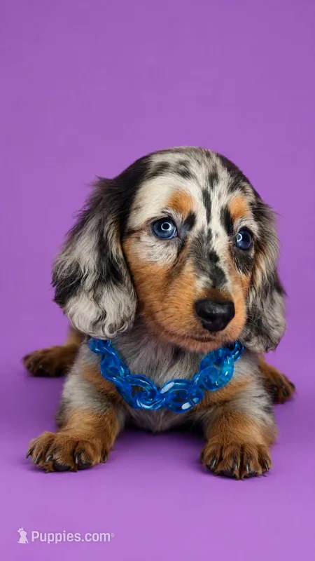 Bryan – Dachshund puppy for sale in North Miami Beach, FL