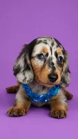 Bryan, a male Dachshund for sale in North Miami Beach, FL – 1 of 3