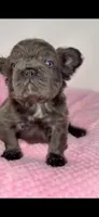 Onyx, a male French Bulldog for sale in North Miami Beach, FL – 3 of 6