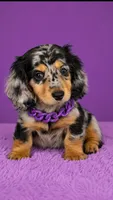 Arnold, a male Dachshund for sale in North Miami Beach, FL – 1 of 3