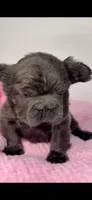 Onyx, a male French Bulldog for sale in North Miami Beach, FL – 5 of 6