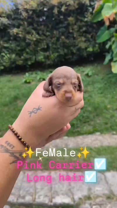 Bee, a female Dachshund for sale in North Miami Beach, FL – 4 of 4