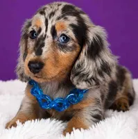 Parker, a male Dachshund for sale in North Miami Beach, FL – 1 of 3