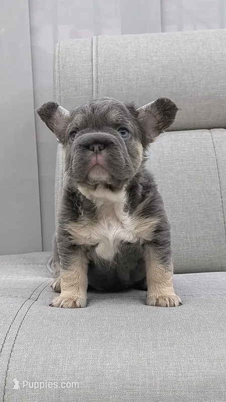 Jazmin – French Bulldog puppy for sale in North Miami Beach, FL