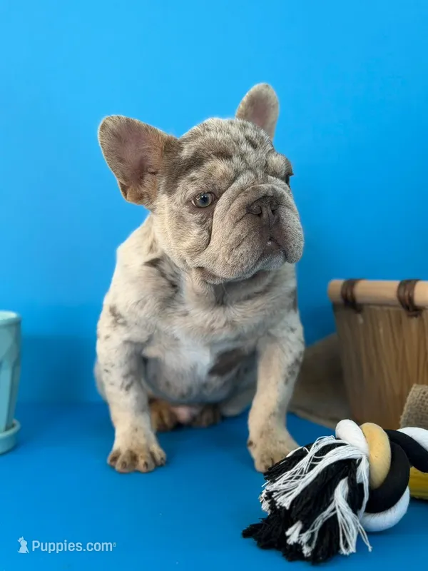 Spot – French Bulldog puppy for sale in North Miami Beach, FL