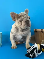 Spot, a male French Bulldog for sale in North Miami Beach, FL – 1 of 2