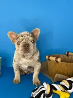 Spot, a male French Bulldog for sale in North Miami Beach, FL – 2 of 2