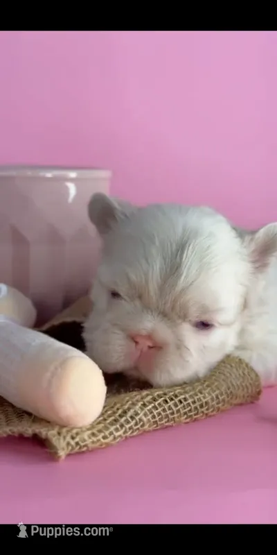 Pink girl, a female French Bulldog for sale in North Miami Beach, FL – 1 of 5