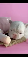 Pink girl, a female French Bulldog for sale in North Miami Beach, FL – 1 of 5
