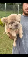 Blondy, a male French Bulldog for sale in North Miami Beach, FL – 3 of 4