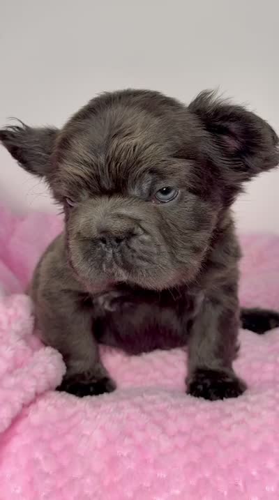 Onyx, a male French Bulldog for sale in North Miami Beach, FL – 6 of 6