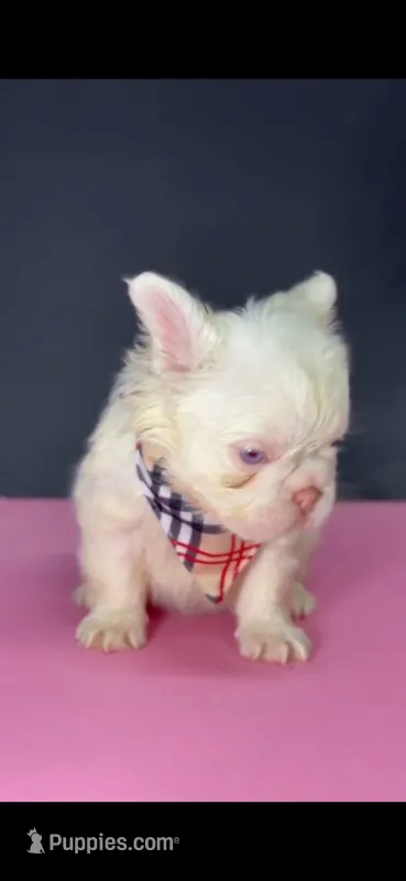 Lola – French Bulldog puppy for sale in North Miami Beach, FL