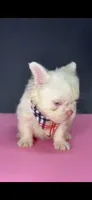 Lola, a female French Bulldog for sale in North Miami Beach, FL – 1 of 3