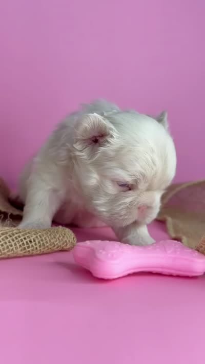 Pink girl, a female French Bulldog for sale in North Miami Beach, FL – 5 of 5
