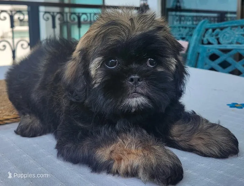 Bruno – Shih Tzu puppy for sale in North Miami Beach, FL