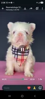 Lola, a female French Bulldog for sale in North Miami Beach, FL – 2 of 3
