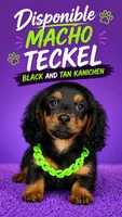 Charlie , a male Dachshund for sale in North Miami Beach, FL – 1 of 1