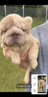 Blondy, a male French Bulldog for sale in North Miami Beach, FL – 2 of 4